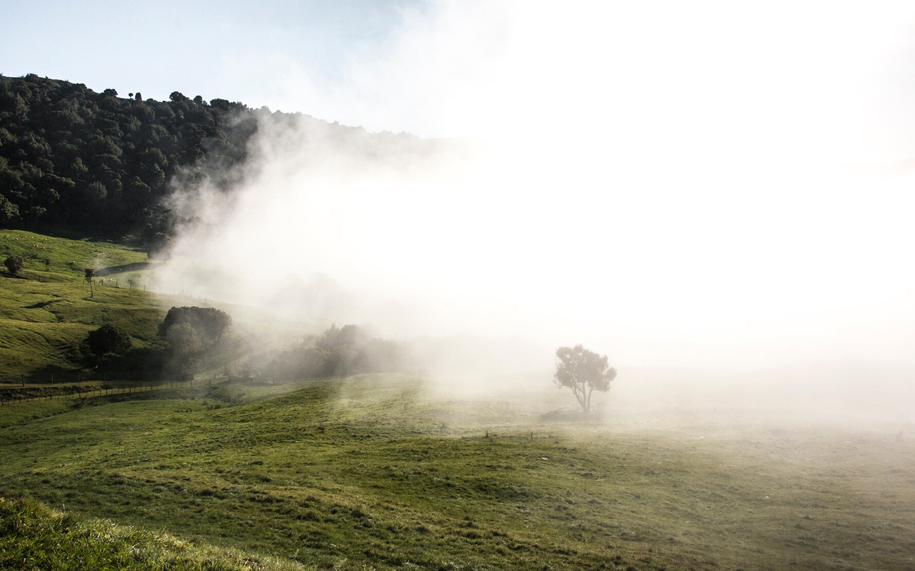 New Zealand7
